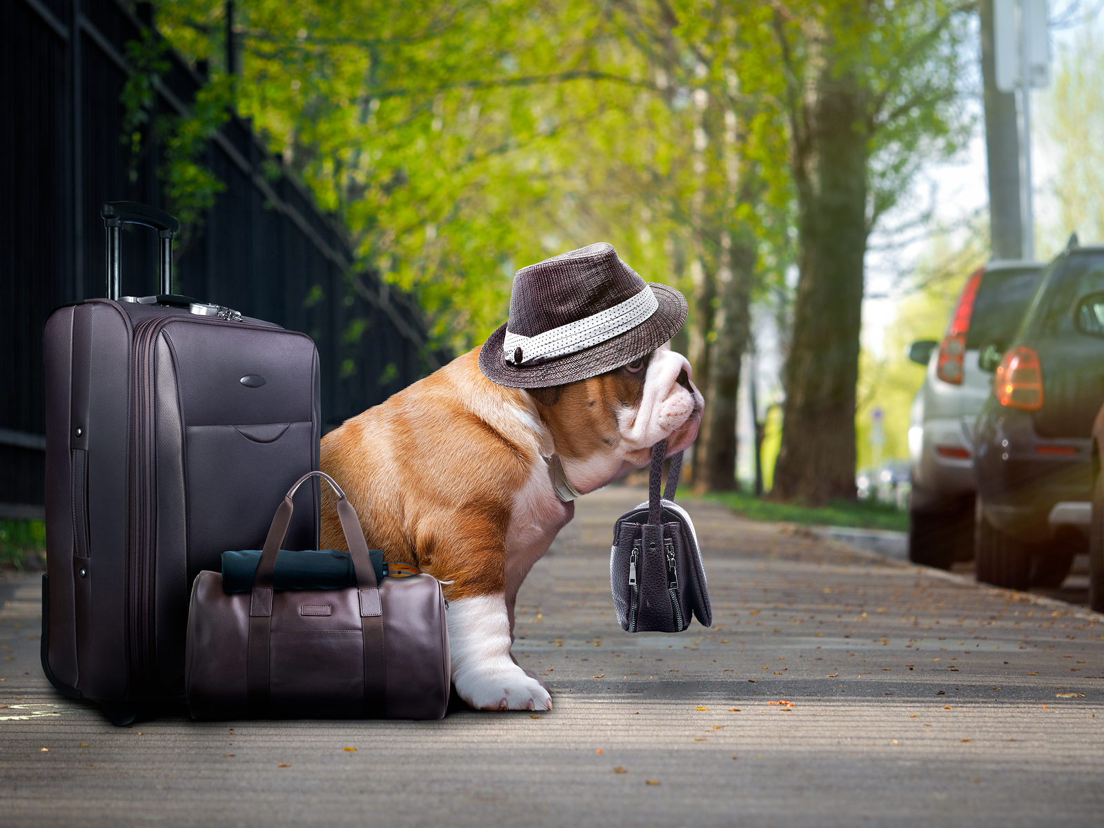 What To Do With Your Pets When Holidaying This Summer