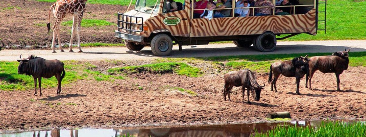 Safari Park